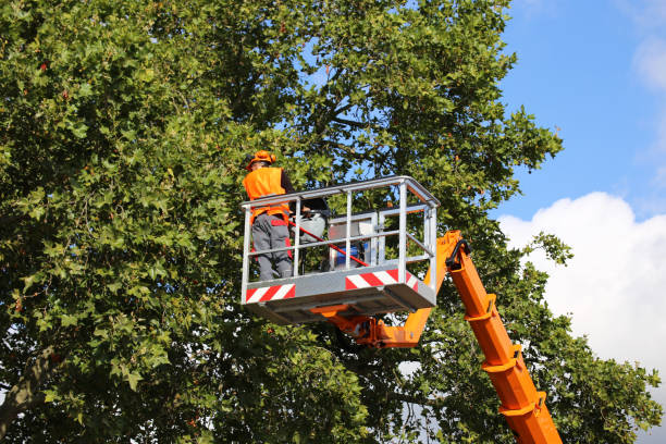 How Our Tree Care Process Works  in  Langley Park, MD