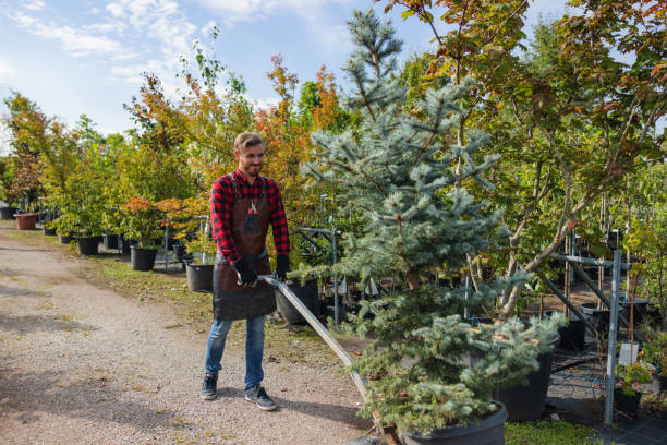 Langley Park, MD Tree Services Company