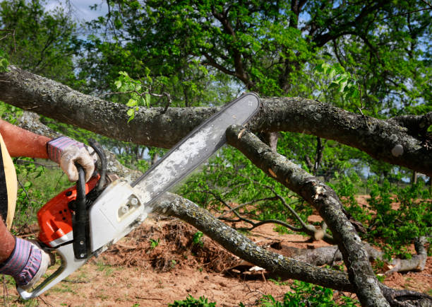 Leaf Removal in Langley Park, MD